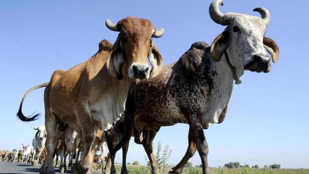 India’s first cow culture museum in Mathura